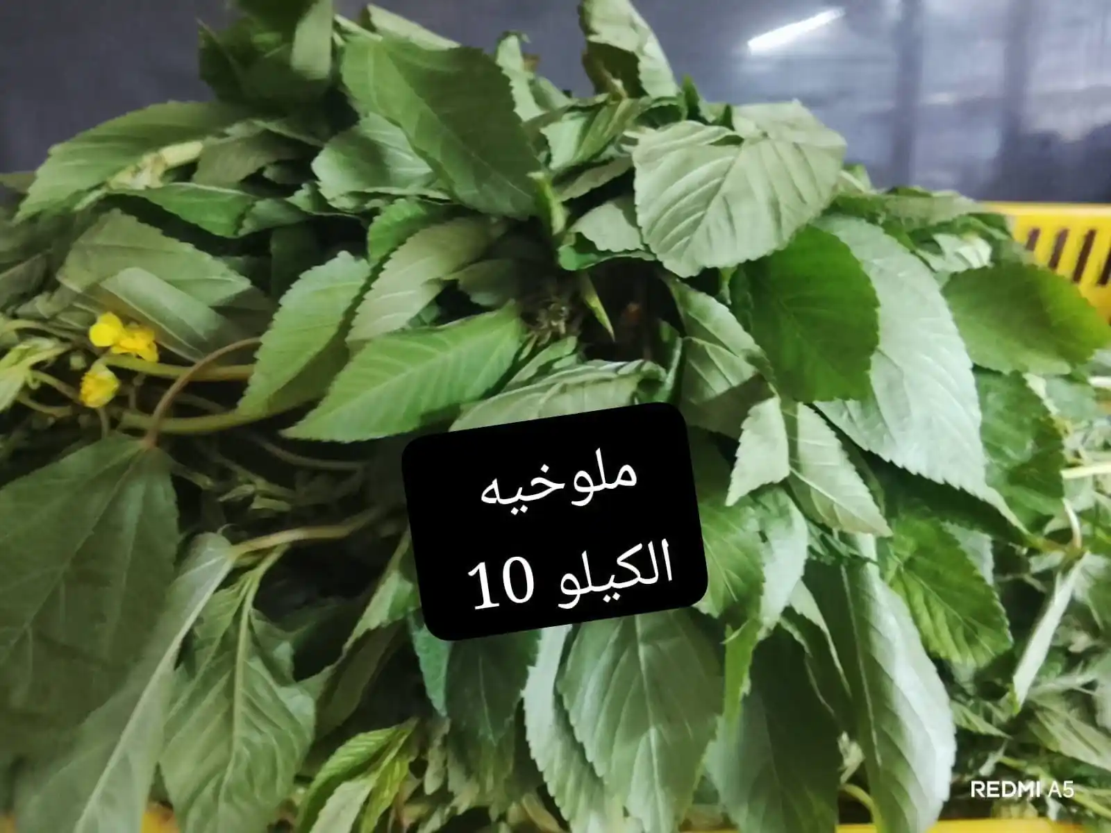 عروض اسواق مصر الصفحة رقم 10